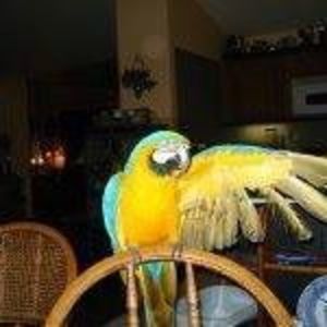 Meet your Posher, Diane